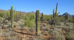 desert plants