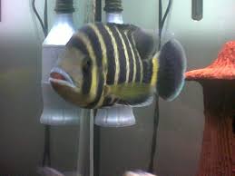 tropical fish cichlids