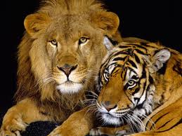 обои тигр