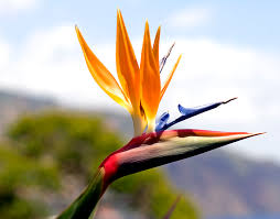 bird of paradise