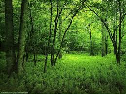 احلى مناظر طبيعيه في العالم Forest
