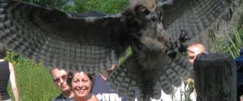 great horned owl food