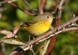 small birds pictures