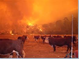 victorian bushfires