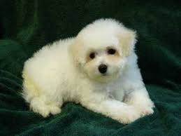 bichon