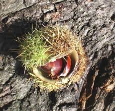 pictures chestnut trees