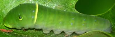 swallowtail caterpillars