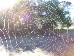 spider webs