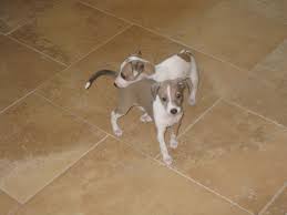 italian greyhound