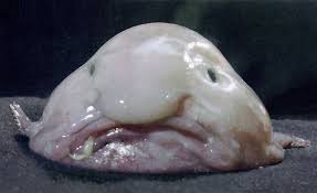 Vreemde/ gekke dieren Blobfish1