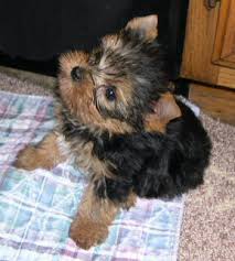 yorkies for sale
