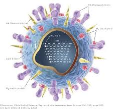 virus
