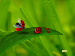 animated ladybugs