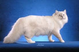 tiny cat breeds