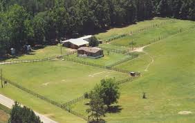 miniature horse farm