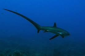 shark species pictures