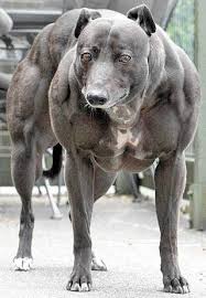 the dog