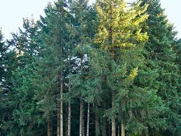 pictures douglas fir trees