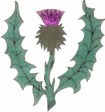 thistle pictures