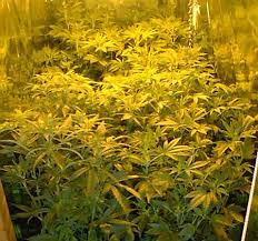 weed plants