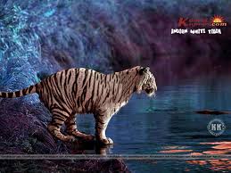 white tiger wallpaper