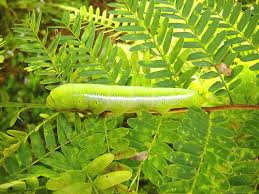big green caterpillars