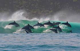 big dolphin pictures