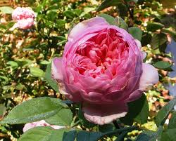 french roses