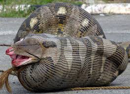 python snake