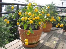 lemon tree photos