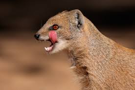 mongoose