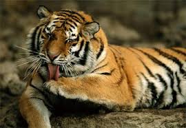 siberian tiger extinct