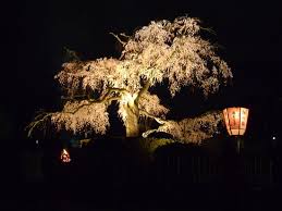 weeping cherry tree photo