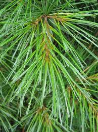 white pine needles