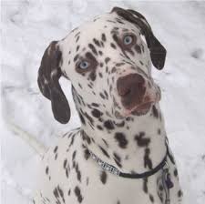 dalmatians