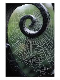 spider webs