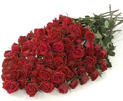 pic red roses