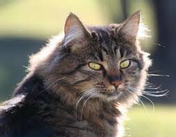 long hair cat breeds