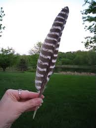 peregrine falcon feathers