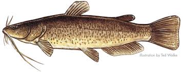 flathead catfish pictures