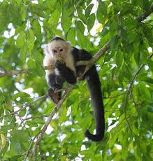 spider monkey