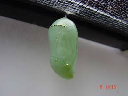 monarch butterfly chrysalis