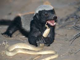 Yes, while the Honey Badgers