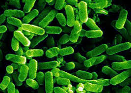 green design, e.coli,