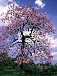 pictures royal paulownia tree