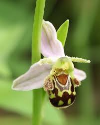 unique flowers