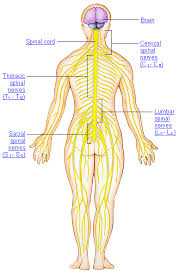 nerves