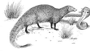 rikki tikki tavi mongoose