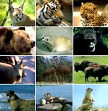 wild animals