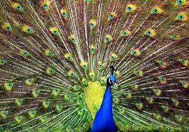 peacock symbols